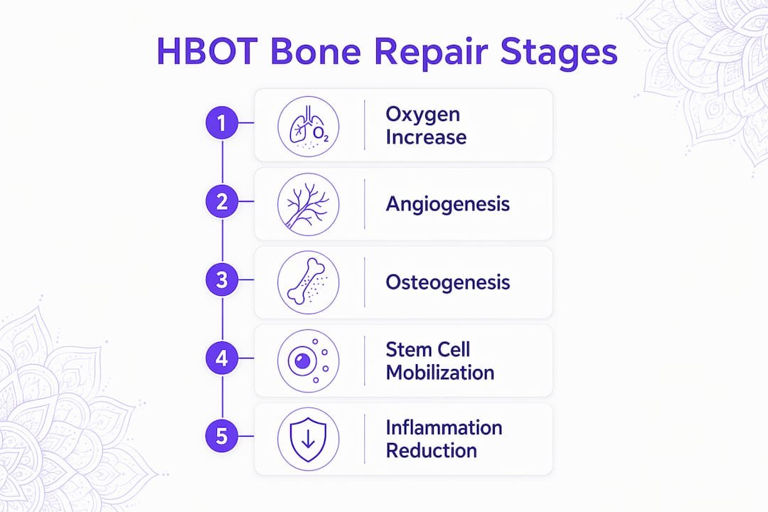 Infographic showing HBOT stages in bone repair process